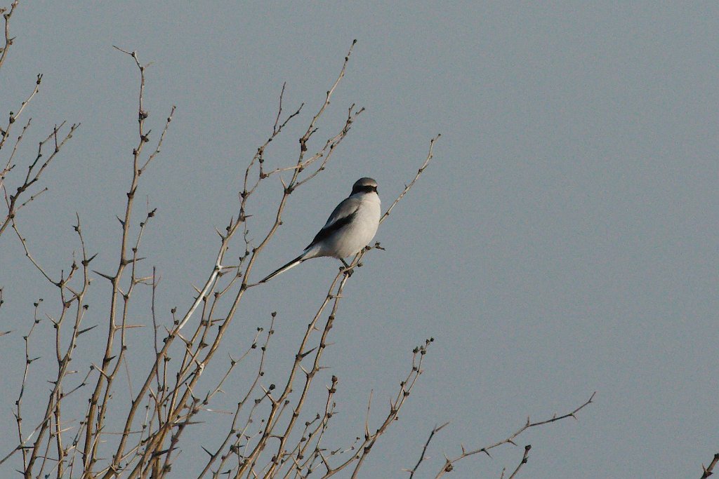 Loggerhead Shrike 2016-02-13.jpg